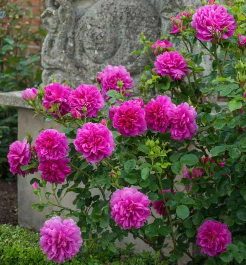 Rose 'Princess Anne', Rosa 'Princess Anne', English Rose 'Princess Anne', David Austin Roses, English Roses, Shrub roses, pink roses, Rose Bushes, Garden Roses