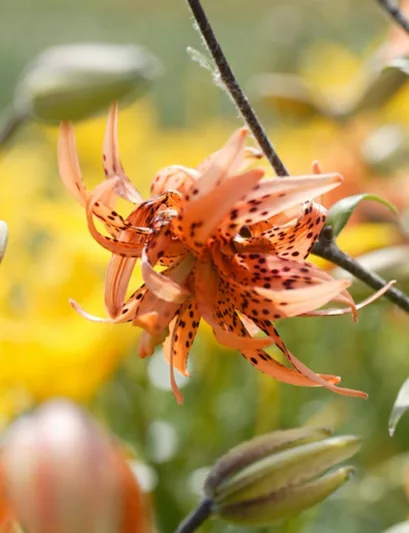 Lilium Lancifolium 'Flore Pleno, Double Tiger Lily, Lilium Tigrinum 'Flore Pleno',  Double-flowered Devil Lily, Species & Cultivars of Species Group, Summer flowering Bulb, Orange Lilies, Lily flower, Lily Flower