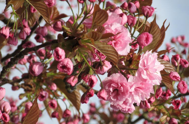 Prunus 'Kanzan',Japanese Flowering Cherry 'Kanzan', Prunus 'Kwanzan', Prunus 'Sekiyama', Flowering Tree, Pink flowers, Double cherry flowers