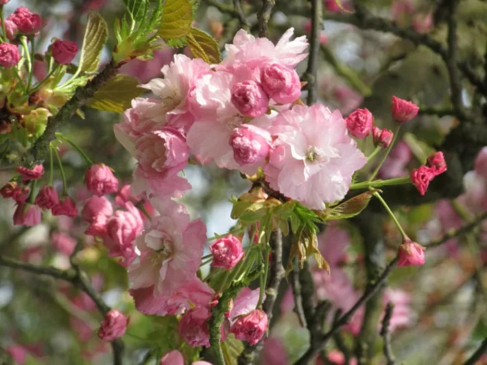 Prunus 'Pink Perfection',Japanese Flowering Cherry 'Pink Perfection', Cherry Pink Perfection', Prunus serrulata 'Pink Perfection', Pink flowers, Spring Flowers, Pink cherry blossoms, Japanese cherry, Flowering cherry tree, Blossom Tree, Cherry blossom tree, Ornamental Cherries