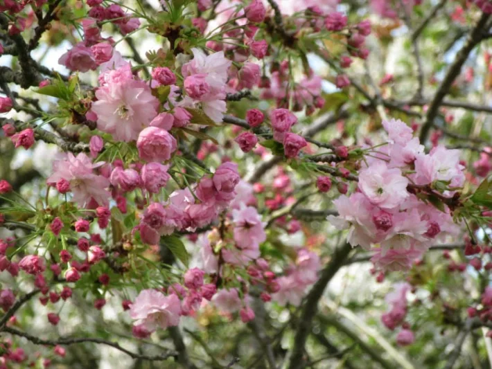 Prunus 'Pink Perfection',Japanese Flowering Cherry 'Pink Perfection', Cherry Pink Perfection', Prunus serrulata 'Pink Perfection', Pink flowers, Spring Flowers, Pink cherry blossoms, Japanese cherry, Flowering cherry tree, Blossom Tree, Cherry blossom tree, Ornamental Cherries