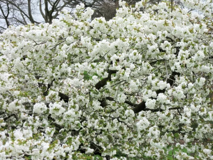 Prunus 'Shirotae',Japanese Flowering Cherry 'Shirotae', Cherry 'Shirotae', Prunus 'Erecta', Prunus serrulata 'Kojima', Prunus 'Mount Fuji', White flowers, Spring Flowers, Blossom Tree, Cherry blossom tree, Ornamental Cherry