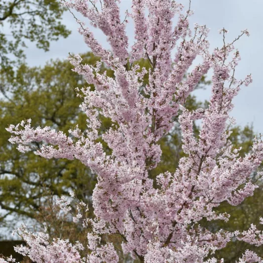 Prunus pendula f. ascendens 'Rosea', Weeping Cherry 'Rosea', Prunus pendula 'Ascendens Rosea', Prunus pendula var. ascendens 'Rosea', Prunus × subhirtella 'Ascendens Rosea', Prunus × subhirtella 'Rosea', Prunus × subhirtella var. ascendens 'Rosea', Prunus 'Beni-higan', Pink flowers, Spring Flowers