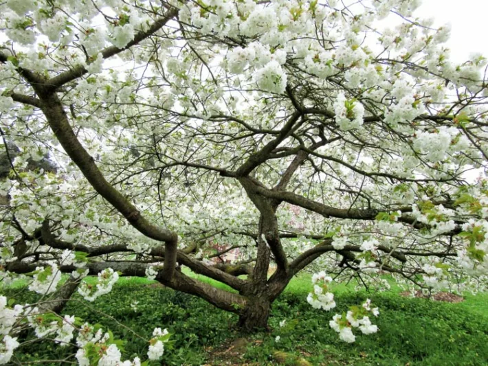 Prunus 'Shirotae',Japanese Flowering Cherry 'Shirotae', Cherry 'Shirotae', Prunus 'Erecta', Prunus serrulata 'Kojima', Prunus 'Mount Fuji', White flowers, Spring Flowers, Blossom Tree, Cherry blossom tree, Ornamental Cherry