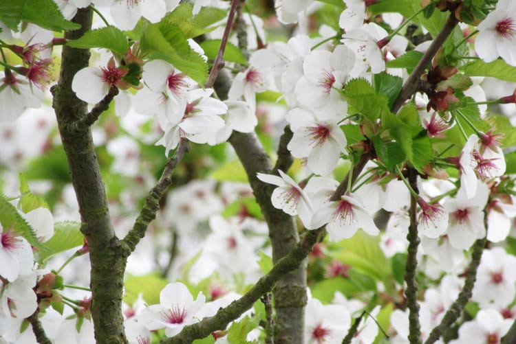 Prunus 'Umineko',Japanese Flowering Cherry 'Umineko', Cherry 'Umineko', White flowers, Spring Flowers, Blossom Tree, Cherry blossom tree, Ornamental Cherry