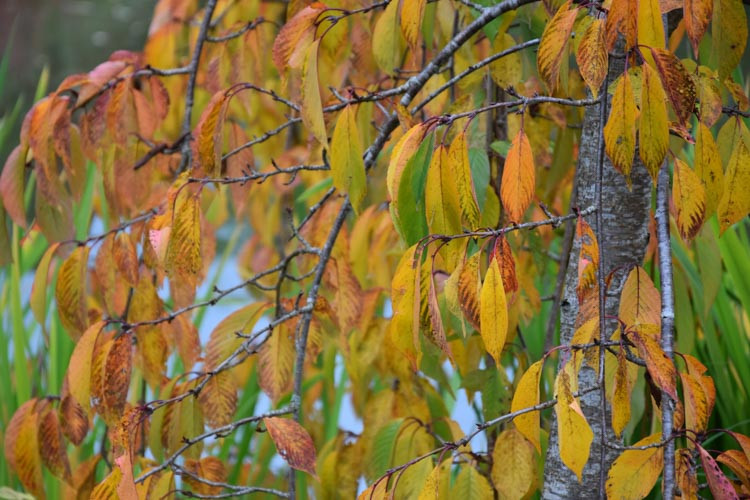 Prunus × yedoensis 'Shidare-Yoshino', Japanese Flowering Cherry 'Shidare-Yoshino', Yoshino Cherry, Potomac Cherry, Tokyo Cherry, Weeping Yoshino Cherry, Flowering Shrub, White flowers