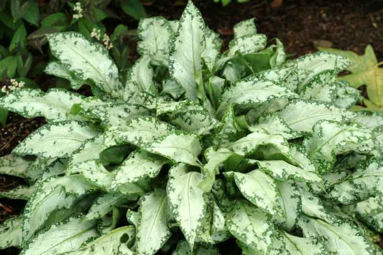 Pulmonaria 'High Contrast', Lungwort 'High Contrast', High ContrastLungwort, Bethlehem Sage 'High Contrast', High Contrast Bethlehem Sage, Blue Flowers, Pink Flowers, Spring Flowers
