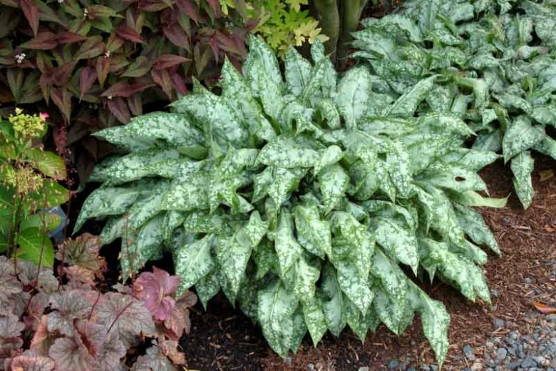 Pulmonaria 'High Contrast', Lungwort 'High Contrast', High ContrastLungwort, Bethlehem Sage 'High Contrast', High Contrast Bethlehem Sage, Blue Flowers, Pink Flowers, Spring Flowers