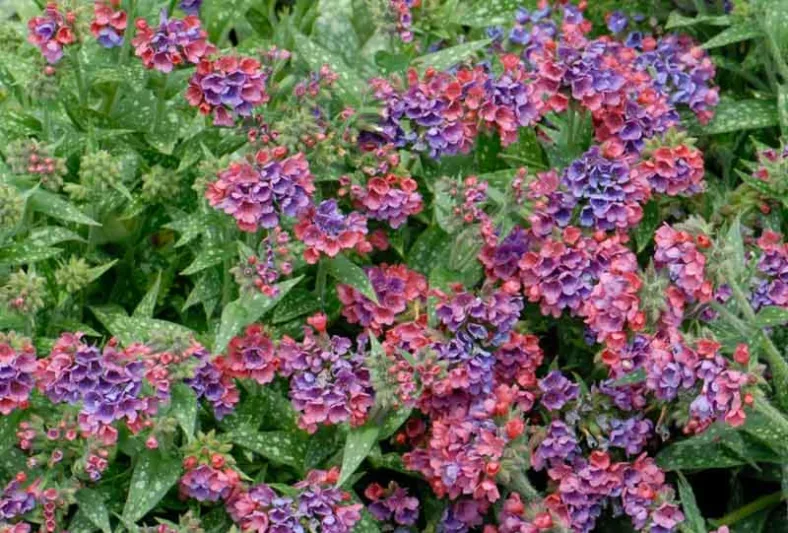 Pulmonaria 'Raspberry Splash', Lungwort 'Raspberry Splash', Raspberry Splash Lungwort, Bethlehem Sage 'Raspberry Splash', Raspberry Splash Bethlehem Sage, Blue Flowers, Pink Flowers, Spring Flowers