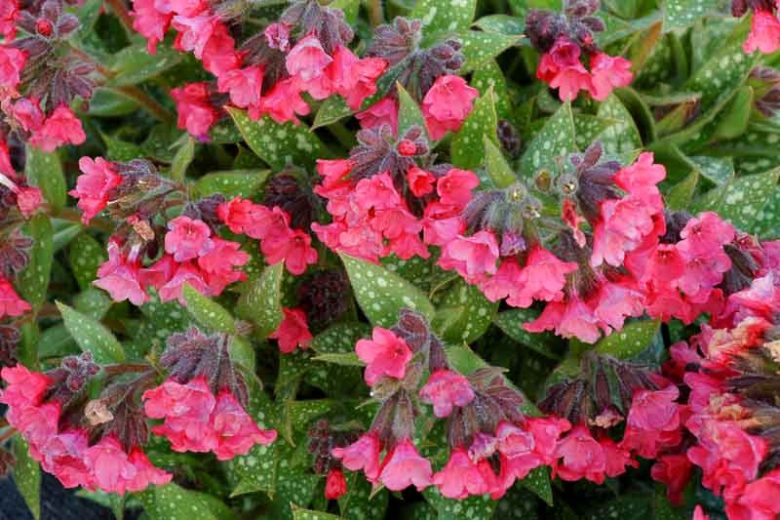 Pulmonaria 'Shrimps on the Barbie', Lungwort 'Shrimps on the Barbie', Shrimps on the Barbie Lungwort, Bethlehem Sage 'Shrimps on the Barbie', Shrimps on the Barbie Bethlehem Sage, Pink Flowers, Spring Flowers