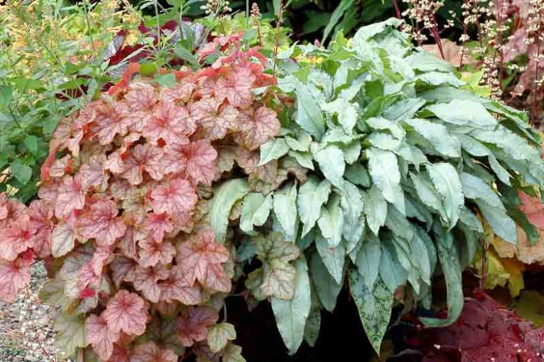 Pulmonaria 'Silver Bouquet', Lungwort 'Silver Bouquet', Silver Bouquet Lungwort, Bethlehem Sage 'Silver Bouquet', Silver Bouquet Bethlehem Sage, Blue Flowers, Pink Flowers, Spring Flowers
