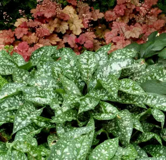 Pulmonaria 'Trevi Fountain', Lungwort 'Trevi Fountain', Trevi Fountain Lungwort, Bethlehem Sage 'Trevi Fountain', Trevi Fountain Bethlehem Sage, Blue Flowers, Pink Flowers, Spring Flowers
