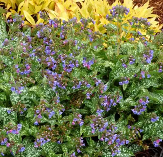 Pulmonaria 'Raspberry Splash', Lungwort 'Raspberry Splash', Raspberry Splash Lungwort, Bethlehem Sage 'Raspberry Splash', Raspberry Splash Bethlehem Sage, Blue Flowers, Pink Flowers, Spring FlowersPulmonaria 'Trevi Fountain', Lungwort 'Trevi Fountain', Trevi Fountain Lungwort, Bethlehem Sage 'Trevi Fountain', Trevi Fountain Bethlehem Sage, Blue Flowers, Pink Flowers, Spring Flowers