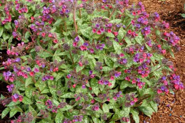 Pulmonaria 'Victorian Brooch', Lungwort 'Victorian Brooch', Victorian Brooch Lungwort, Bethlehem Sage 'Victorian Brooch', Victorian Brooch Bethlehem Sage, Blue Flowers, Pink Flowers, Spring Flowers