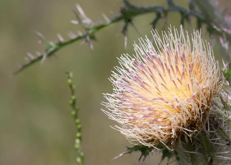 Cirsium horridulum, Bull Thistle, Bristle Thistle, Yellow Thistle, Horrid Thistle, Purple Thistle, Spiny Thistle, perennial plant, perennial plants, Purple flowers, Pink flowers