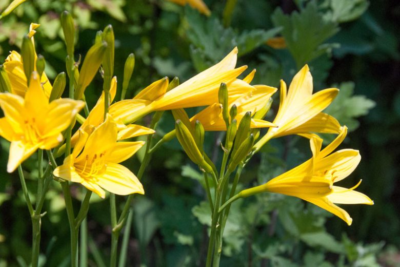 Hemerocallis Lilioasphodelus, Lemon Lily, Yellow Daylily, Custard Lily, Hemerocallis flava, Hemerocallis 'Lilioasphodelus', Hemerocallidaceae, perennial, plant