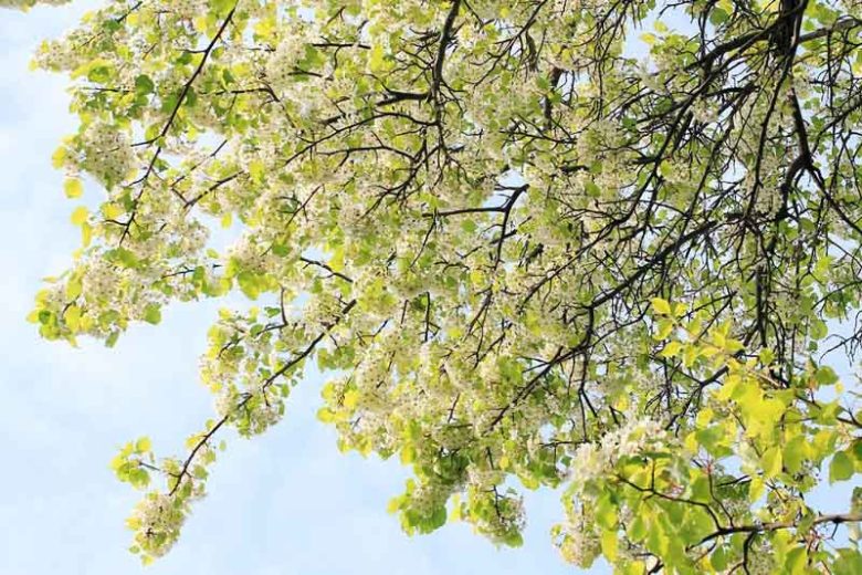 Pyrus calleryana 'Bradford', Callery Pear 'Bradford', Bradford Callery Pear, Pear Tree