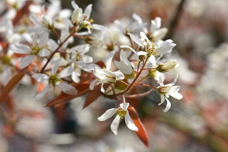 Amelanchier lamarckii, Juneberry, Snowy Mespilus, Amelanchier botryapium, Amelanchier canadensis, Amelanchier laevis, Shrub, Fall color, Shrub with berries