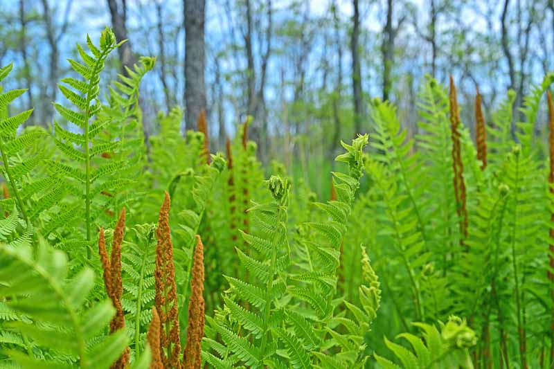 Osmunda, Royal Fern, Blooming Fern, Ditch Fern,  Kidney Fern, King Fern, Cinnamon Fern, Interrupted Fern
