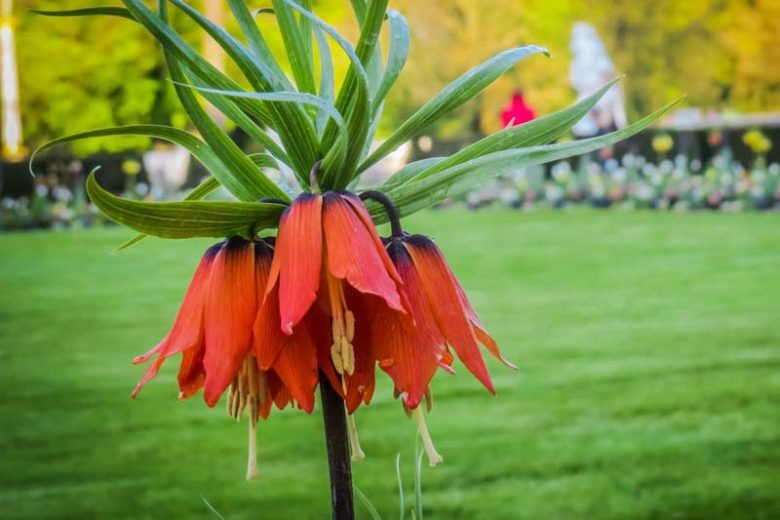 Fritillaria Imperialis Auroran, Crown Imperial, mid Spring bloom, Fritillaria Aurora, late Spring bloom, orange crown imperial, Rascal Series
