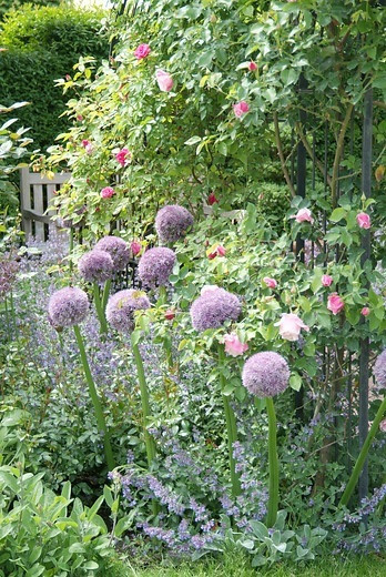 Allium 'Round and Purple', Ornamental Onion 'Round and Purple', Ornamental Garlic 'Round and Purple', Spring Bulbs, Spring Flowers,  Giant Onions, Purple flowers