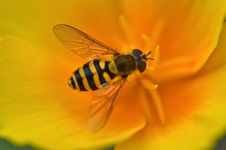 Hoverfly, Hoverflies