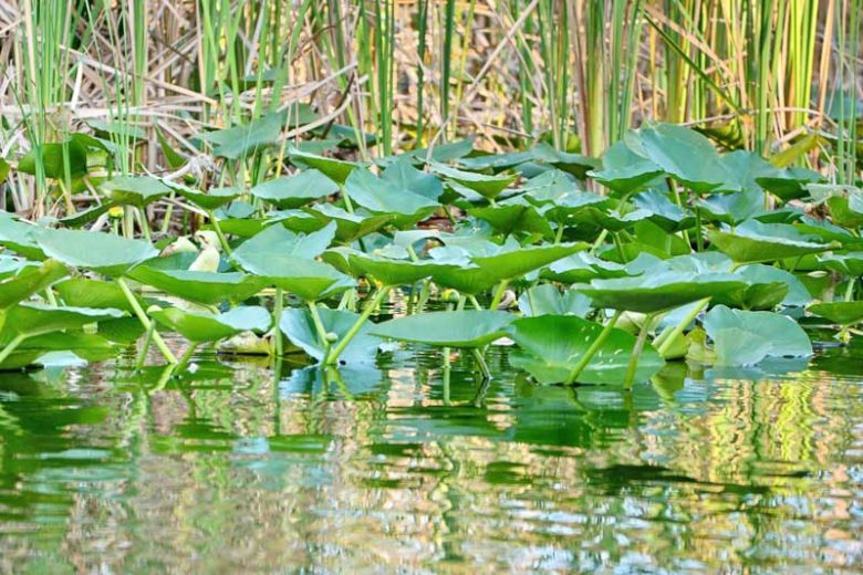 Nuphar lutea subsp. advena, Yellow Pond Lily, Common Spatterdock, Spatterdock, Yellow Cow-lily, Cow-lily, Yellow Pond-lily, Brandy-bottle, Nuphar advena