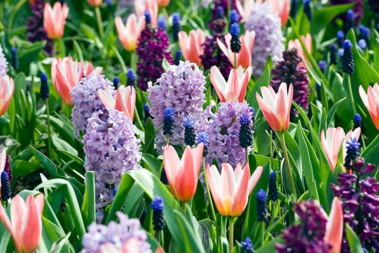 Muscari Latifolium, Grape Hyacinth, Broad-leaved Grape Hyacinth, Spring Bulbs, Spring Flowers, Blue Muscari, Mid spring bulbs, Late spring bulbs