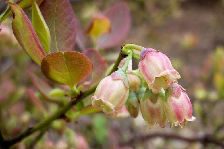 Vaccinium pallidum, Blue Ridge Blueberry, Early Lowbush Blueberry, Hillside Blueberry, Dryland Blueberry, Late Lowbush Blueberry,