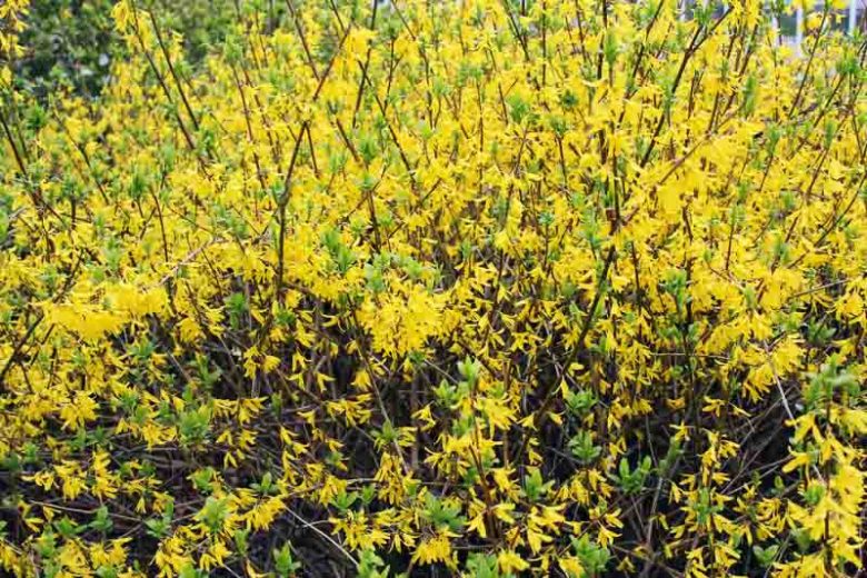 Forsythia x intermedia 'Lynwood Variety', Forsythia x intermedia 'Lynwood Variety', Forsythia × intermedia 'Lynwood', Forsythia × intermedia 'Lynwood Gold', Forsythia 'Lynwood Gold', Yellow Flowers,  Winter Flowers, Early spring flowers, flowering shrubs, hardy shrubs
