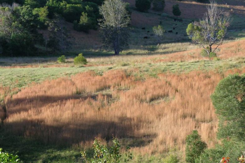 Andropogon virginicus, Broom Sedge, Broomsedge, Broomsedge Bluestem, Yellowsedge Bluestem, Whiskey Grass, Popotillo Pajon, Ornamental Grass
