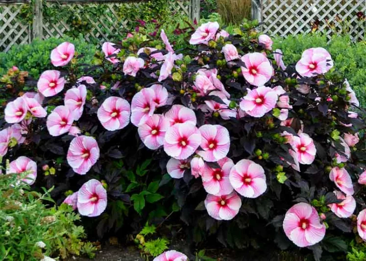 Hibiscus 'Starry Starry Night', Rose Mallow 'Starry Starry Night', Shrub Althea 'Starry Starry Night', Flowering Shrub, Pink flowers, Pink Hibiscus