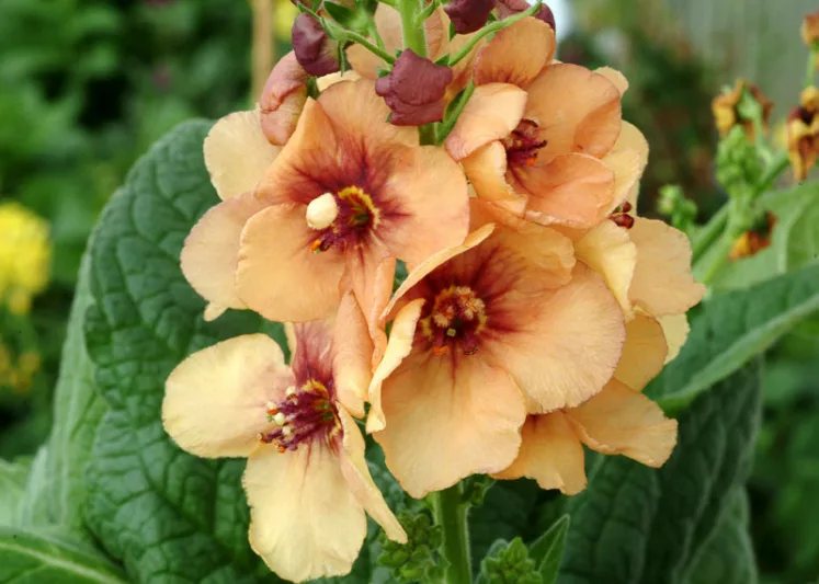 Verbascum 'Honey Dijon', Honey Dijon Mullein, Orange flowers, Yellow flowers,  Architectural plants, Vertical Plants, Deer Tolerant perennials,