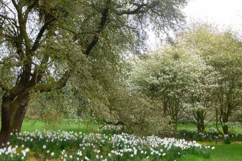 Pyrus nivalis, Snow Pear, Alpine pear, Snow tree, Pear Tree