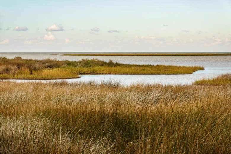 Spartina patens, Saltmeadow Cordgrass, Salt-Meadow Cordgrass, Marsh-Hay Cordgrass, Couchgrass, Marshhay,  Wiregrass, Florida Native Grass