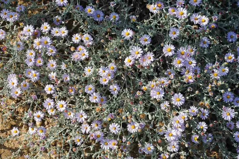 Corethrogyne filaginifolia, Common Sandaster, California Aster, Lessingia filaginifolia, Pink flowers, Pink Groundcovers, Mediterranean Plants, California Native Plants