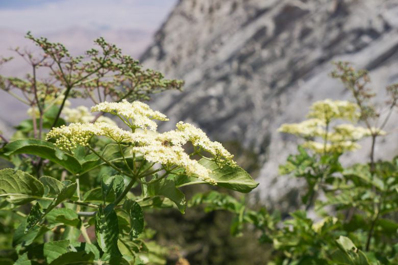 Sambucus nigra subsp. caerulea, Blue Elderberry, Blue Elder, Blueberry Elder, Mexican Elder, Arizona Elderberry, New Mexico Elderberry, Velvet-leaf Elderberry, Hairy Blue Elderberry, Sambucus caerulea