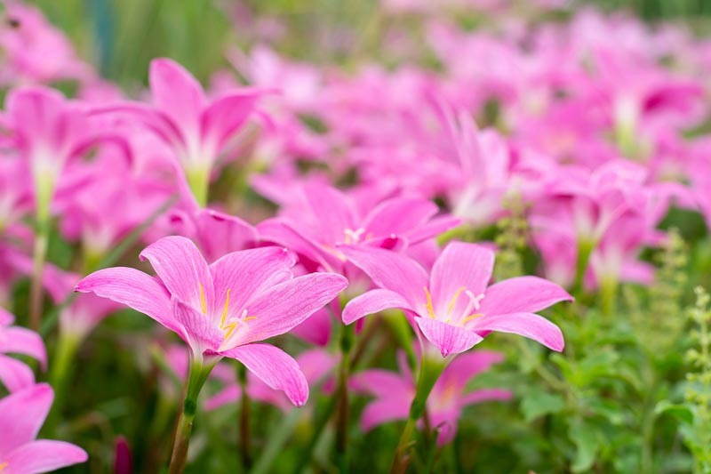 Zephyranthes, Rain Lily, Peruvian Swamp Lily, Sea Onion, Summer Crocus, White Zephyr Lily, Cuban Zephyr Lily, Fairy Lily, Zephyranthes candida, Zephyranthes citrina