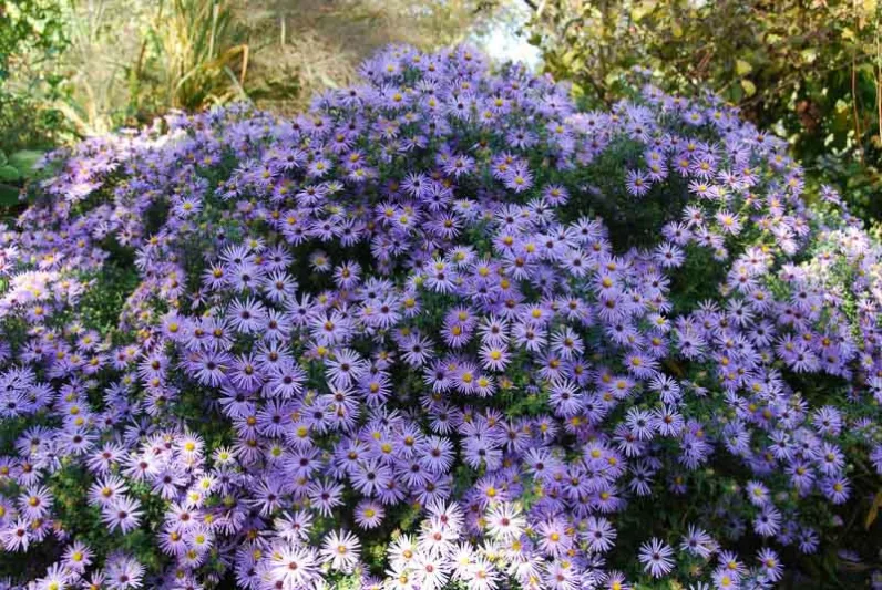 Symphyotrichum oblongifolium 'October Skies',Aromatic Aster 'October Skies', Fall Aster 'October Skies', Aster obligonfolius 'October Skies'