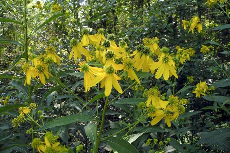 Verbesina alternifolia, Wingstem, Yellow Ironweed, Actinomeris alternifolia, Ridan alternifolia, Yellow Flowers, Yellow Perennials