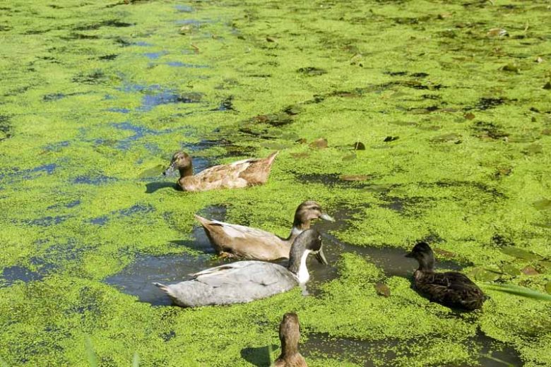 Lemna minor, Common Duckweed, Lemna cyclostasa, Lemna minima, Aquatic Ferns, Pond Plants