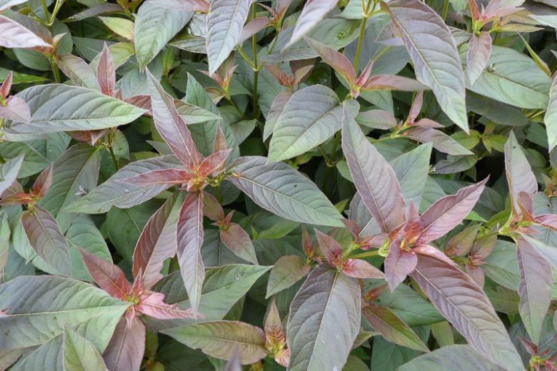 Lysimachia ciliata 'Firecracker', Fringed Loosestrife 'Firecracker', Loosestrife 'Firecracker', Lysimachia ciliata 'Purpurea', Lysimachia ephemerum 'Firecracker'