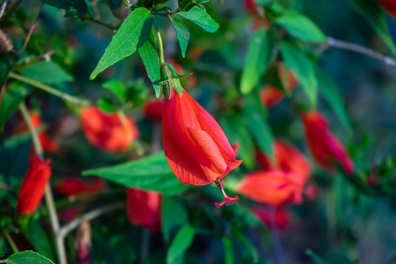 Malvaviscus drummondii, Turk's Cap, Drummond's Turk's Cap, Drummond Turk's Cap, Wax Mallow, Drummond's Wax Mallow, Drummond Wax Mallow, Red Mallow, Texas Mallow, Mexican Apple, Sleeping Hibiscus, Bleeding Hearts, Manzanita, Malvaviscus arboreus var. drummondii