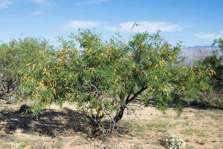 Prosopis velutina, Velvet Mesquite, Neltuma velutina, Prosopis articulata, Prosopis chilensis var. velutina, Prosopis juliflora, Prosopis juliflora var. articulata, Prosopis juliflora var. velutina