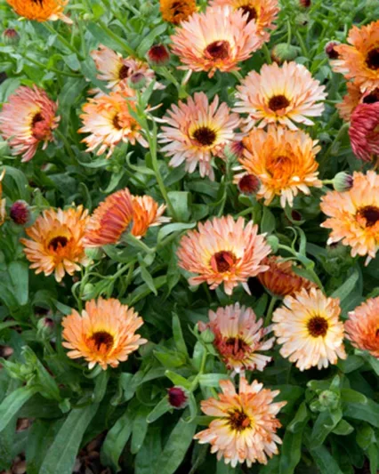 Calendula  officinalis 'Orange Flash', Pot Marigold Orange Flash, English Marigold Orange Flash, Orange Calendula, Orange Pot Marigold, Orange Marigold