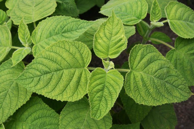 Salvia dorisiana, Fruit Scented Sage, Peach Sage, Red Sage, Native Sage, Fragrant Sage, Evergreen Sage