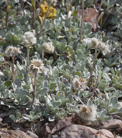 Antennaria parvifolia, Small-Leaf Pussytoes, Low Everlasting, Nuttall's Pussytoes, Drought Tolerant Groundcover