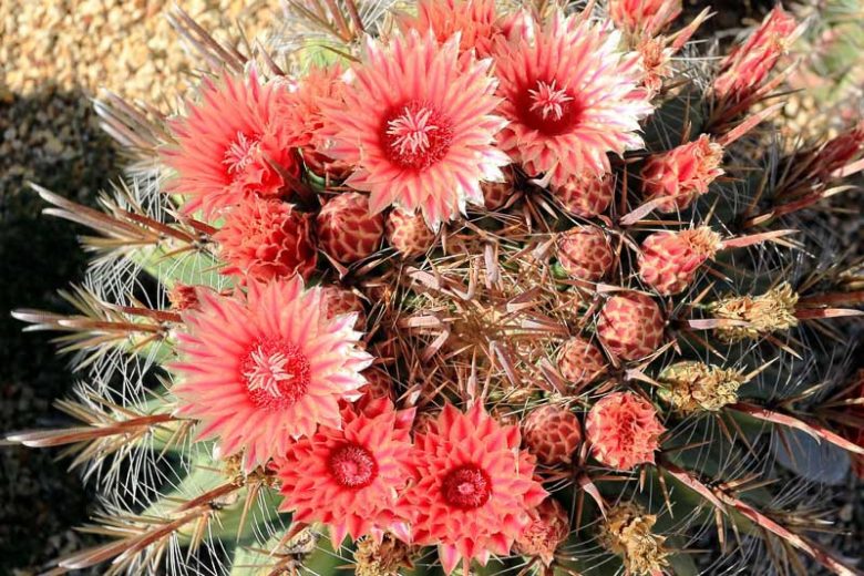 Ferocactus wislizenii, Candy Barrel, Candy Barrel Cactus, Fishhook Barrel Cactus, Southwestern Barrel Cactus, Echinocactus wislizeni