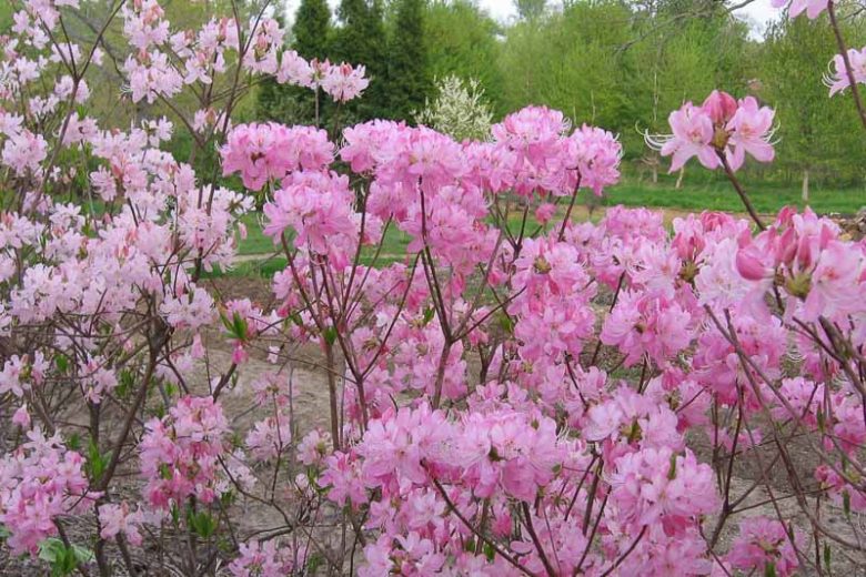 Rhododendron Vaseyi, Pink-Shell Azalea, pink flowers, pink rhododendron, pink flowering shrub