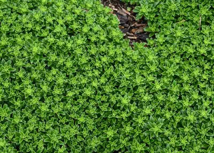 Sedum Autumn Fire, Stonecrop 'Autumn Fire', Sedum telephium 'Autumn Fire', Showy Sedum 'Autumn Fire', Hylotelephium 'Autumn Fire', Pink Sedum, Rose Sedum, Black Sedum